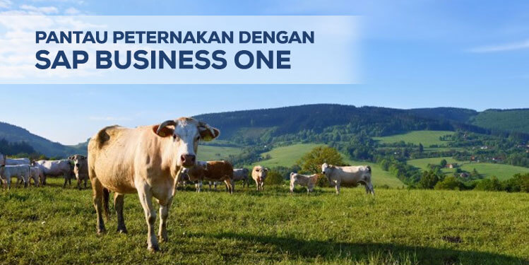 pantau peternakan dengan sap business one