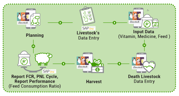 SAP Business One Indonesia Flow System for Farm Flock Diagram SAP Business One Indonesia Flow System for Farm Flock Diagram